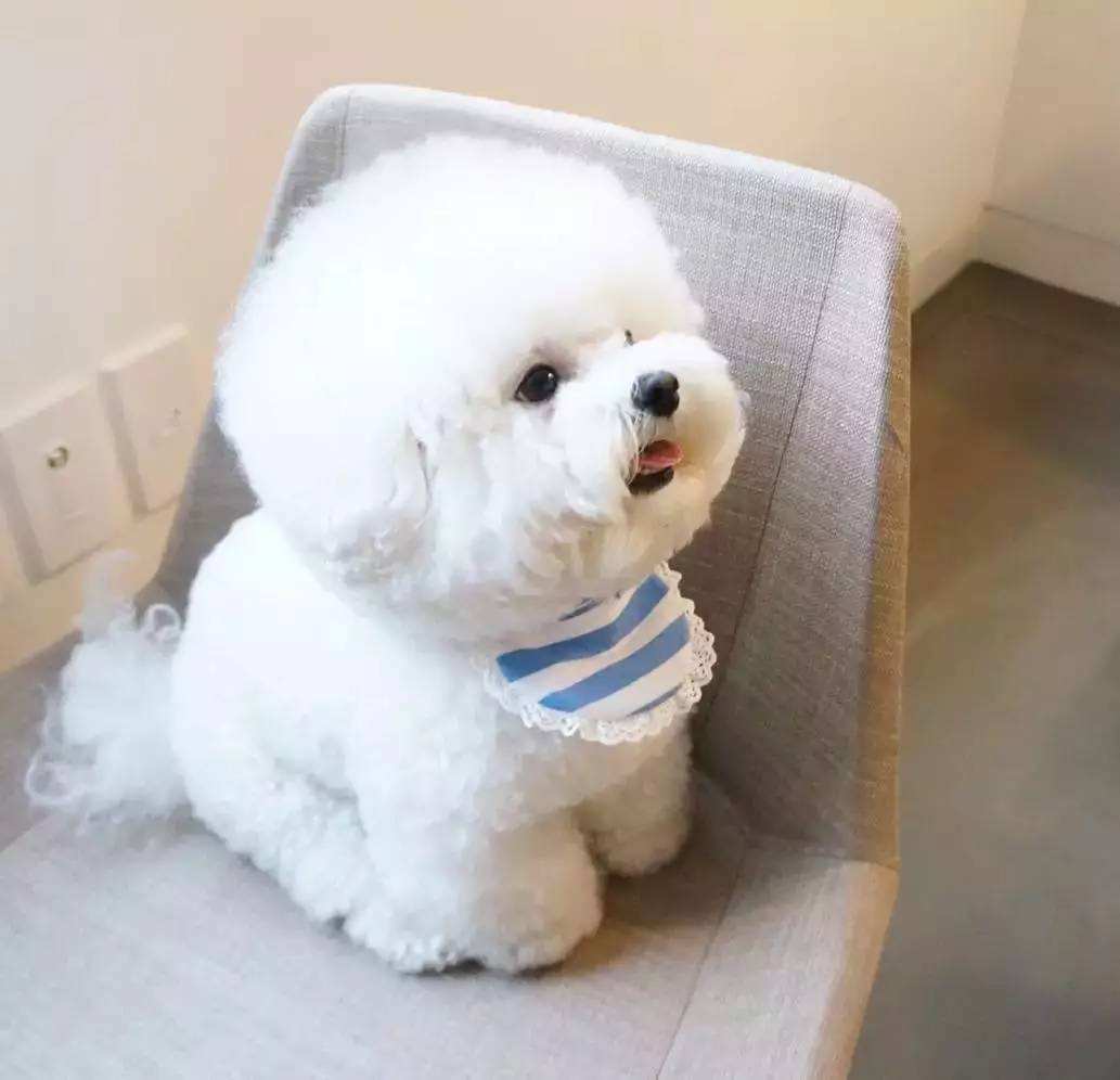 带你了解狗狗的个性养狗前必看,养狗首选这3种狗既便宜又好养