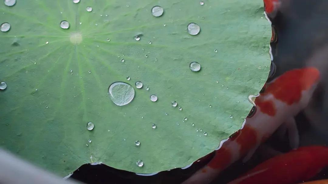 打戏被骂,雪中悍刀行的打戏有多烂