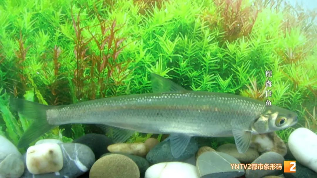 云南86种土著鱼实现人工驯养繁殖,云南土著鱼人工繁育