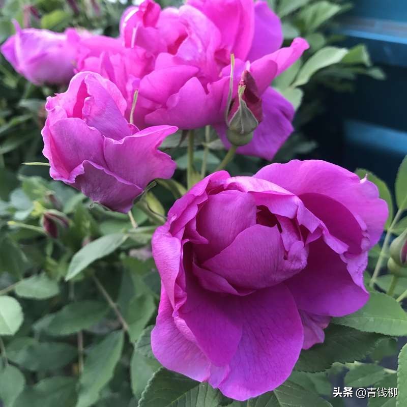 四季玫瑰种子的种植方法,四季玫瑰的种植方法