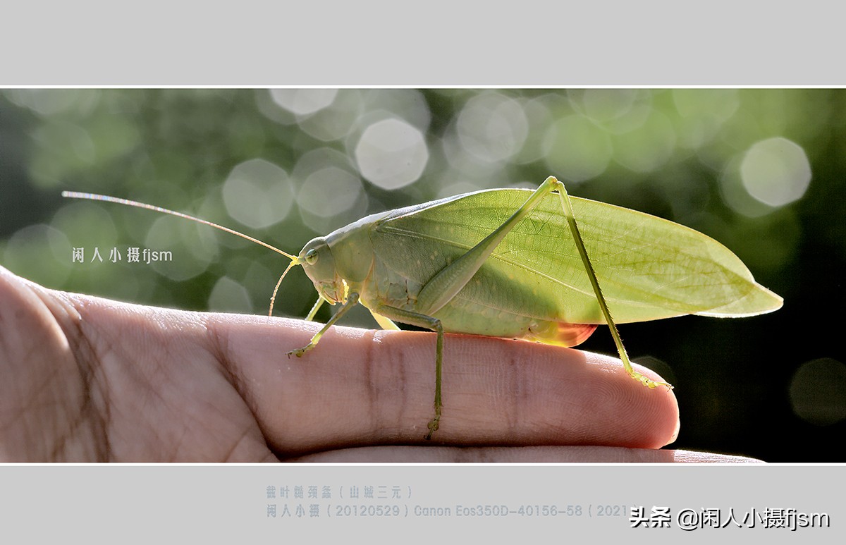 近距离拍摄昆虫小动物,常见昆虫微距摄影活动