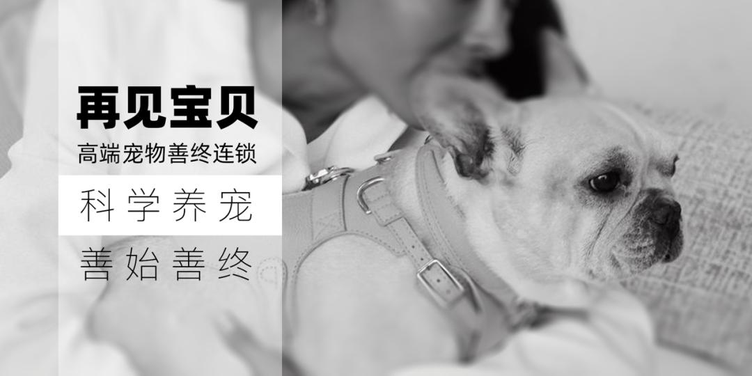 仓鼠新手如何辨别仓鼠疾病,仓鼠的常见疾病症状及处理