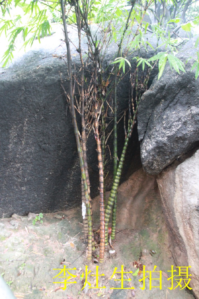 杨四将军庙简介,杨四将军庙在哪个位置