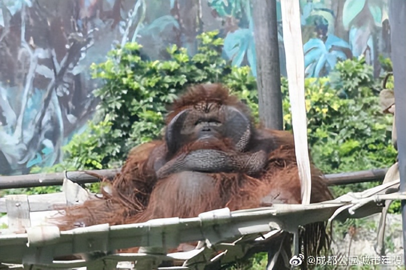 探秘动物的区域活动观察记录,成都动物园新动物