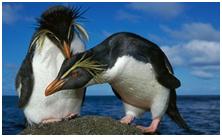 鸟类在分类学中统称为什么,鸟纲分类总表