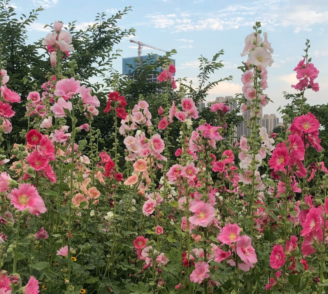 清明期间开的野花有哪些,清明节野花