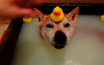 新手养狗100句口诀,土狗新手养狗基础知识