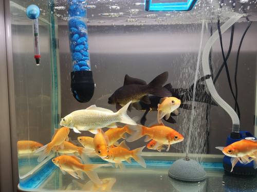 新买的鱼为什么要饿三天,刚买回来的鱼怎么喂鱼