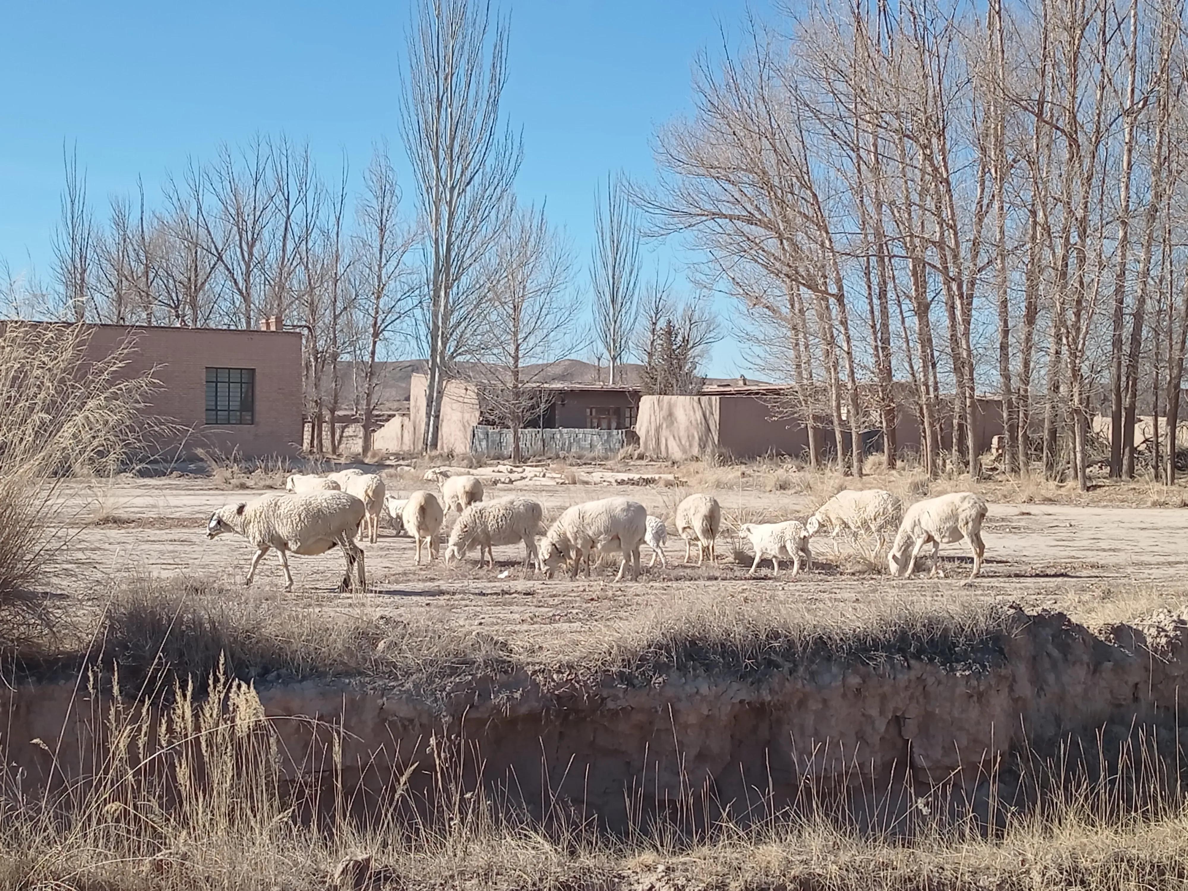 市场卖一只羊能赚多少钱,买卖活羊一年能赚多少钱