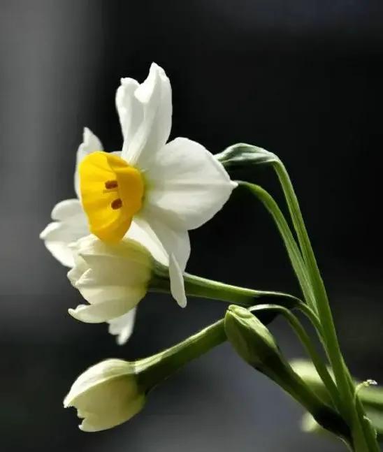 古诗词中的水仙花：飘零尘俗客再见水仙花