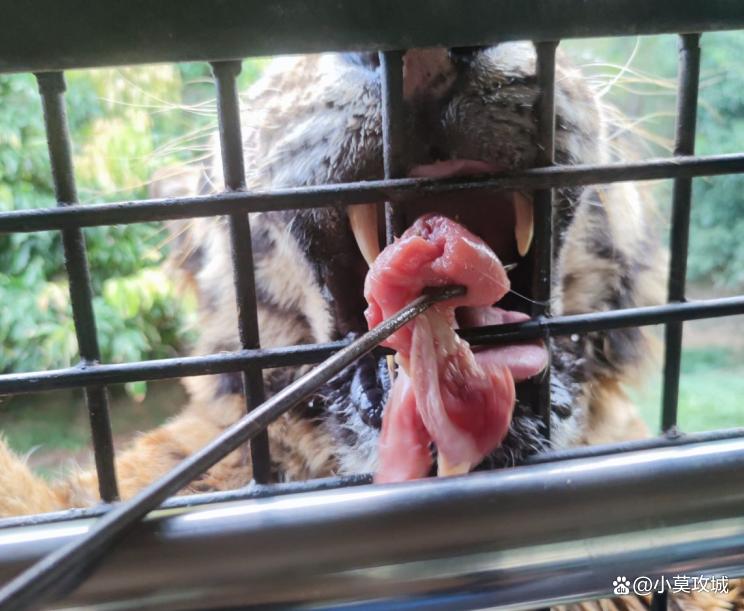北京野生动物园猛兽体验喂肉,深圳野生动物园猛兽投喂