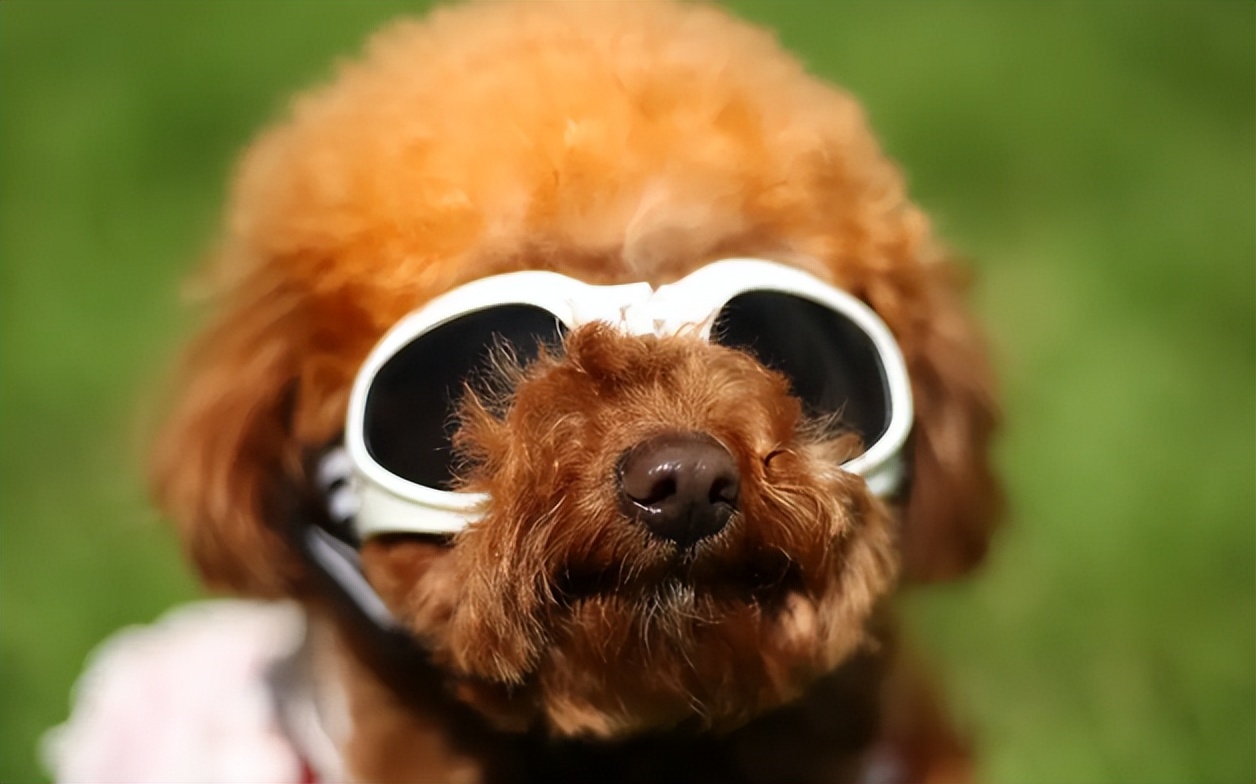 狗狗肠胃疾病有哪些表现,怎么判断狗狗有没有肠胃病