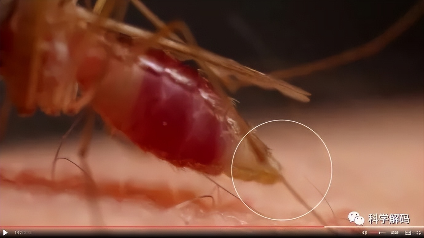 蚊子的嘴解剖,蚊子的内脏解剖照片
