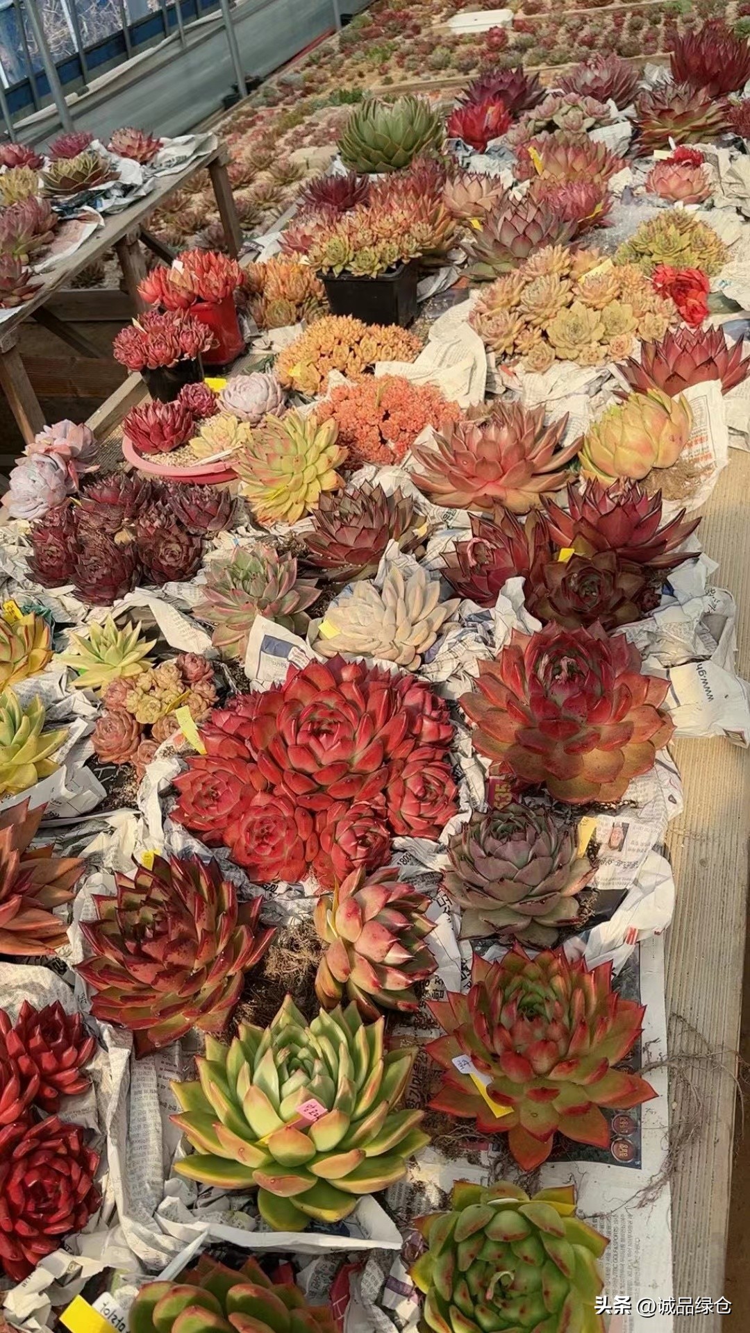 揭秘韩国多肉的美丽原因:不只是环境和栽培,还有文化的影响!