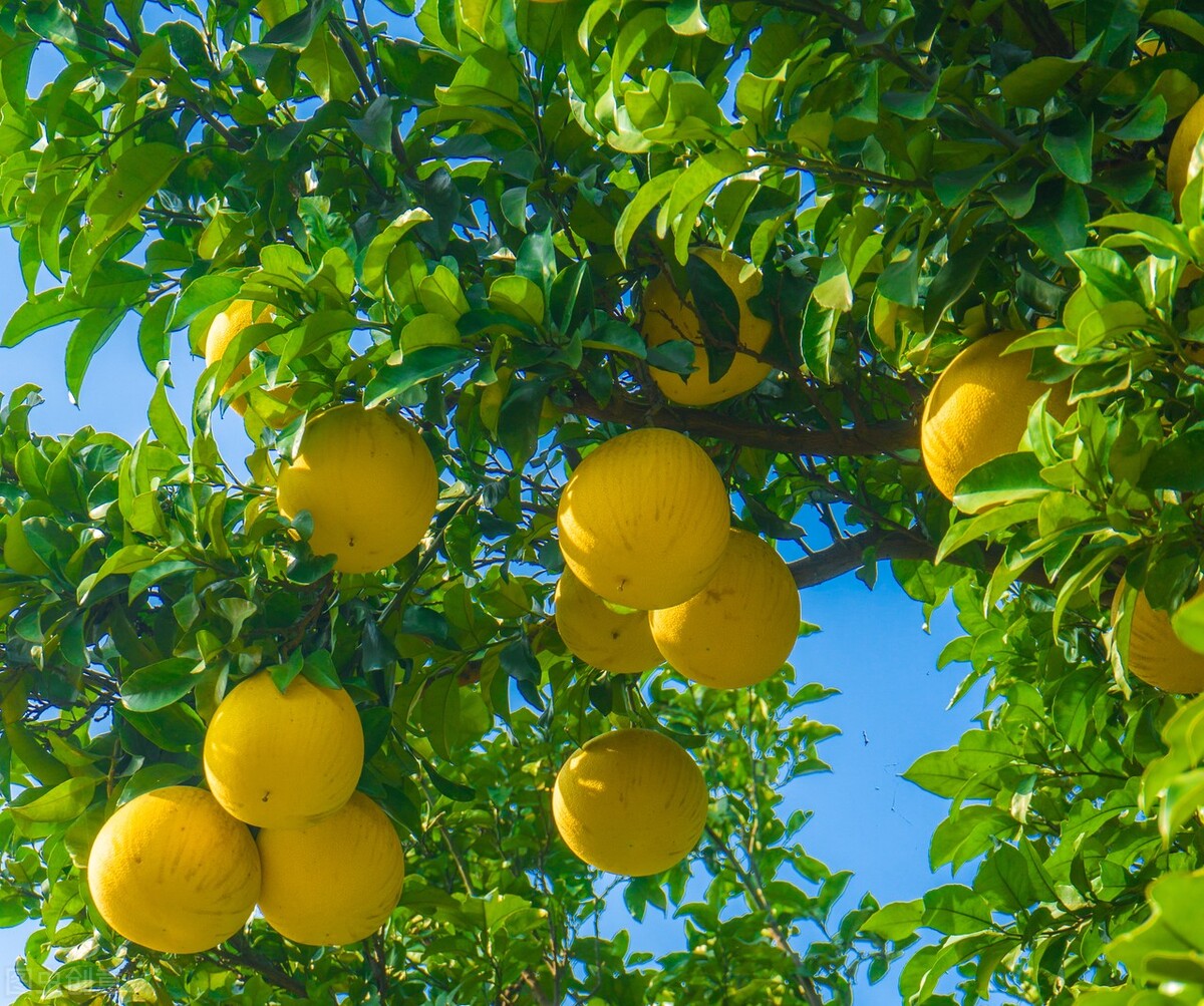 庭院内种三棵树好吗,家门前适合种的三棵树