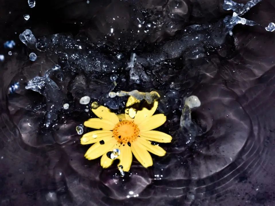 揭秘纯露的真面目,怎么判断纯露是不是纯正的