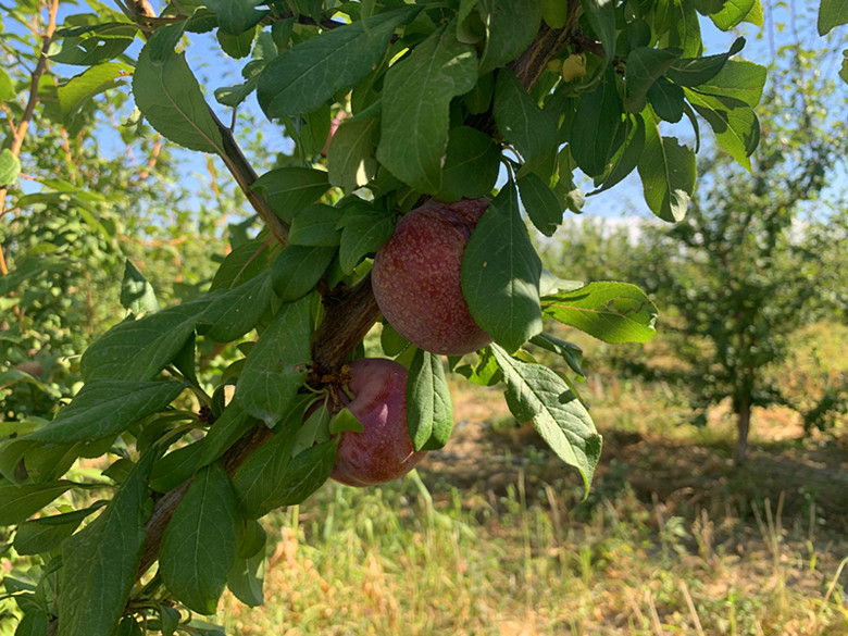 好“丰”景丨*疆新**兵团四师：特色水果俏市场