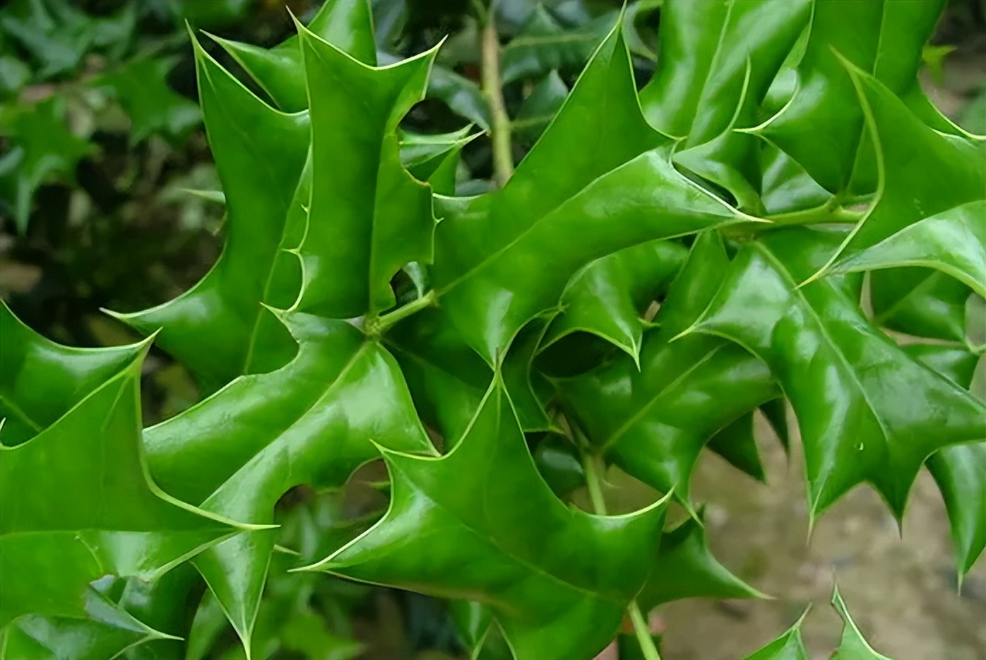 高级枸骨叶,带你识别仙鹤草