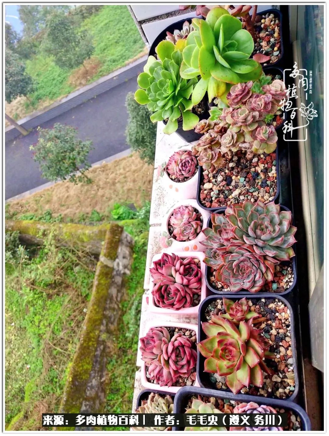 多肉可抵岁月,多肉之花语