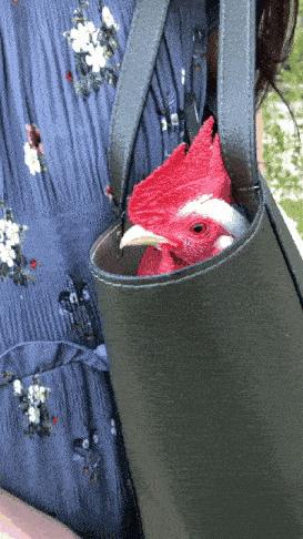 关于重庆的搞笑图,表示不敢相信的搞笑图片