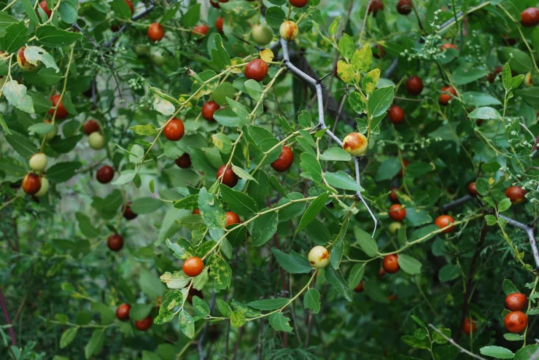 嗨，你家酸枣仁买对了吗？