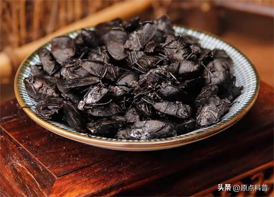 美国的昆虫入侵,盘点入侵美国的七大昆虫