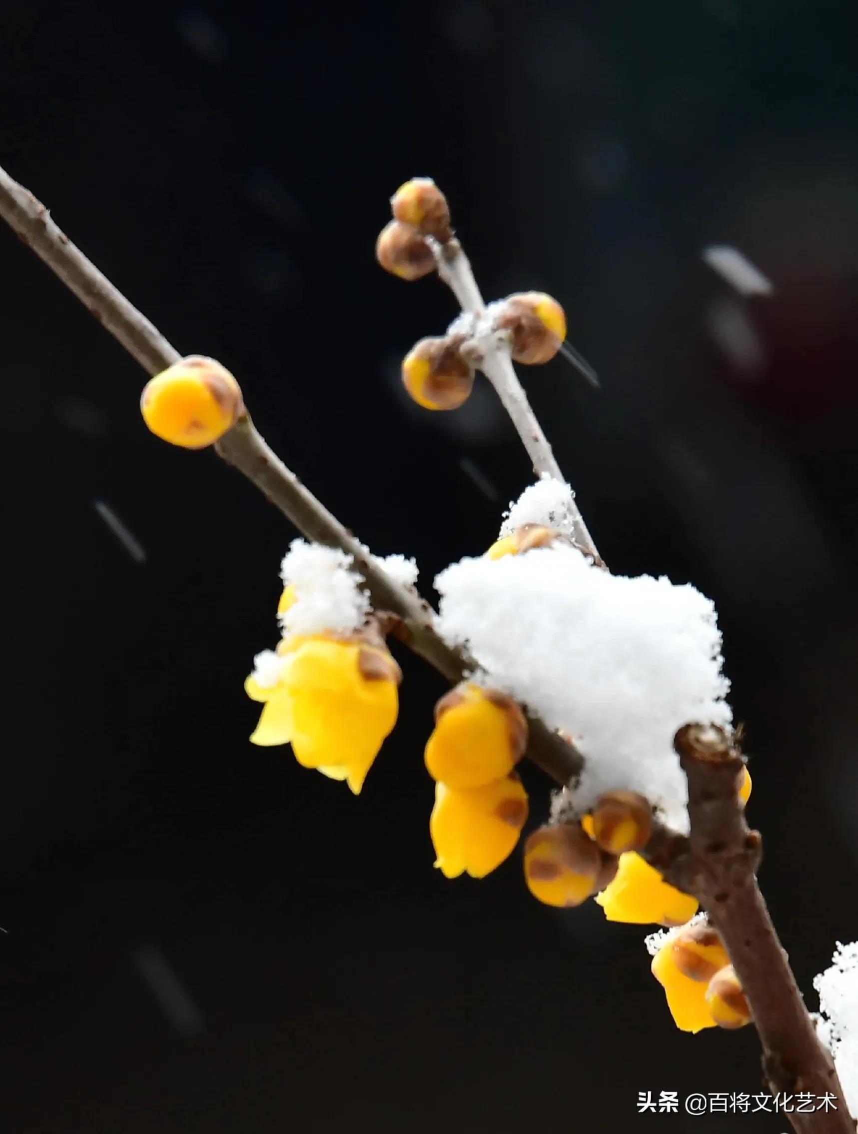 「百将文化」枝横碧玉天然瘦，恋破黄金分外香