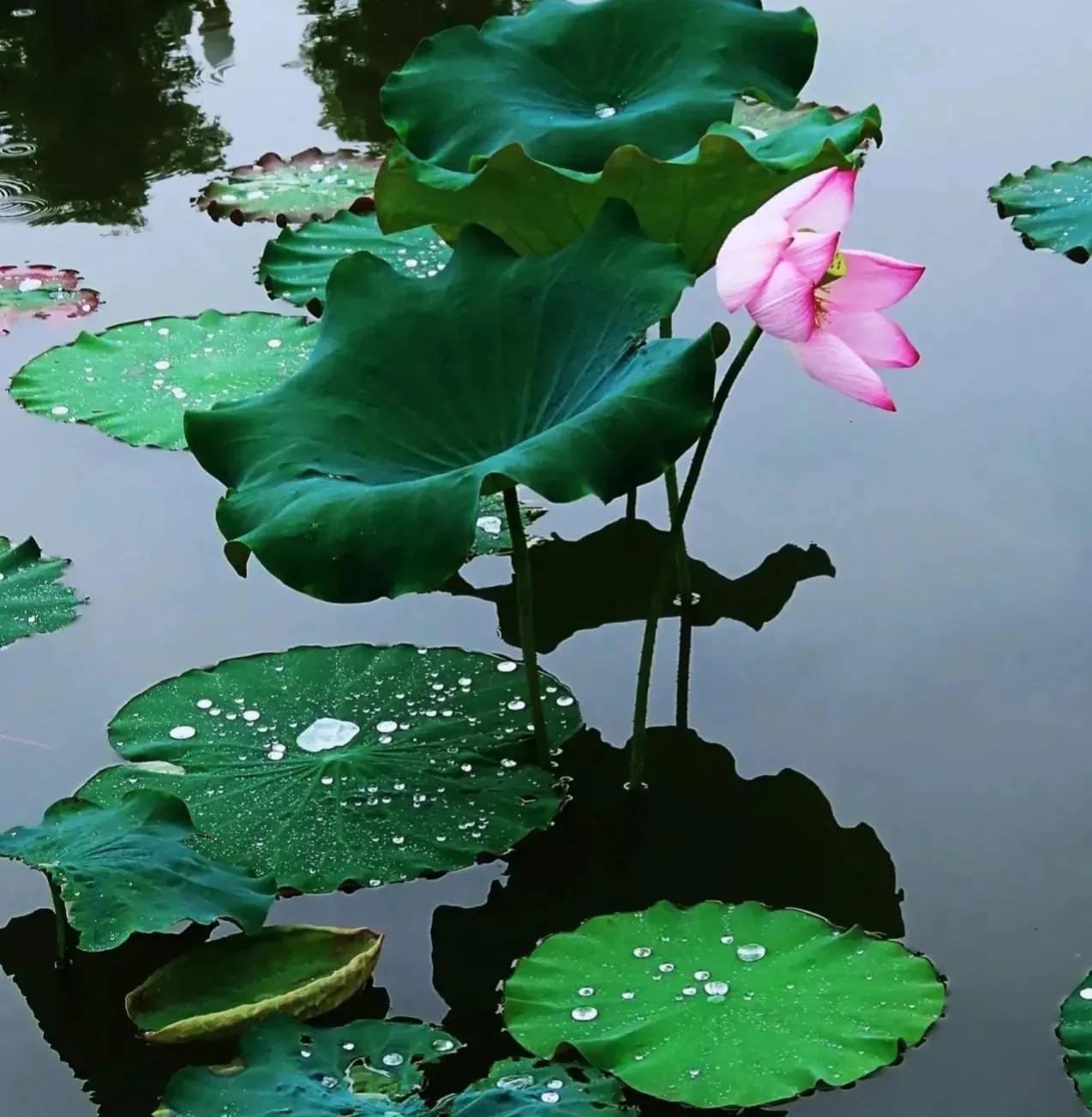 写荷花最经典的古诗词,古诗词中荷花的意象