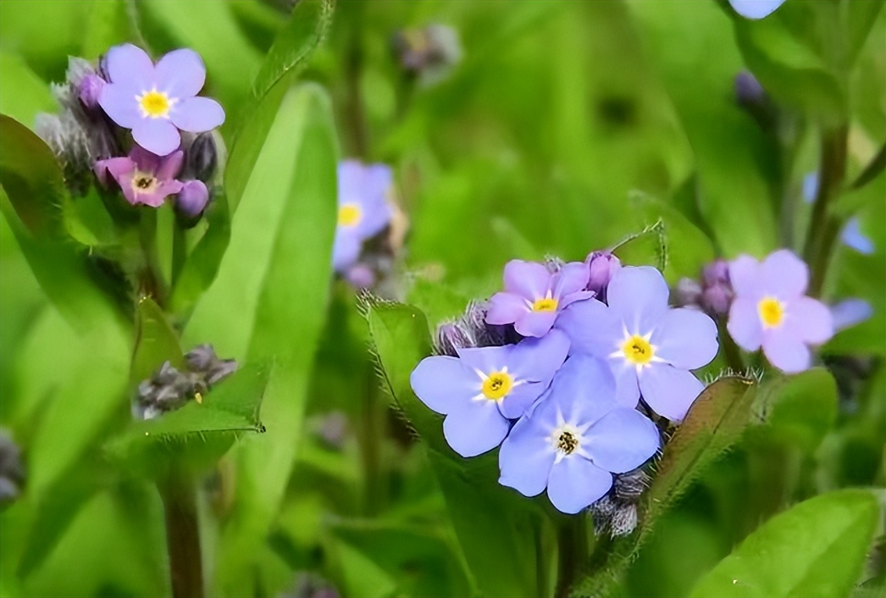 常觅春归不知处花田此地得逢君：栖云田园小镇·花间集