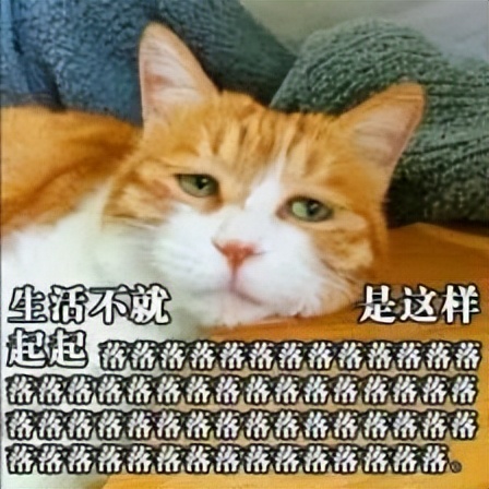 20多斤巨型橘猫,20斤的流浪橘猫