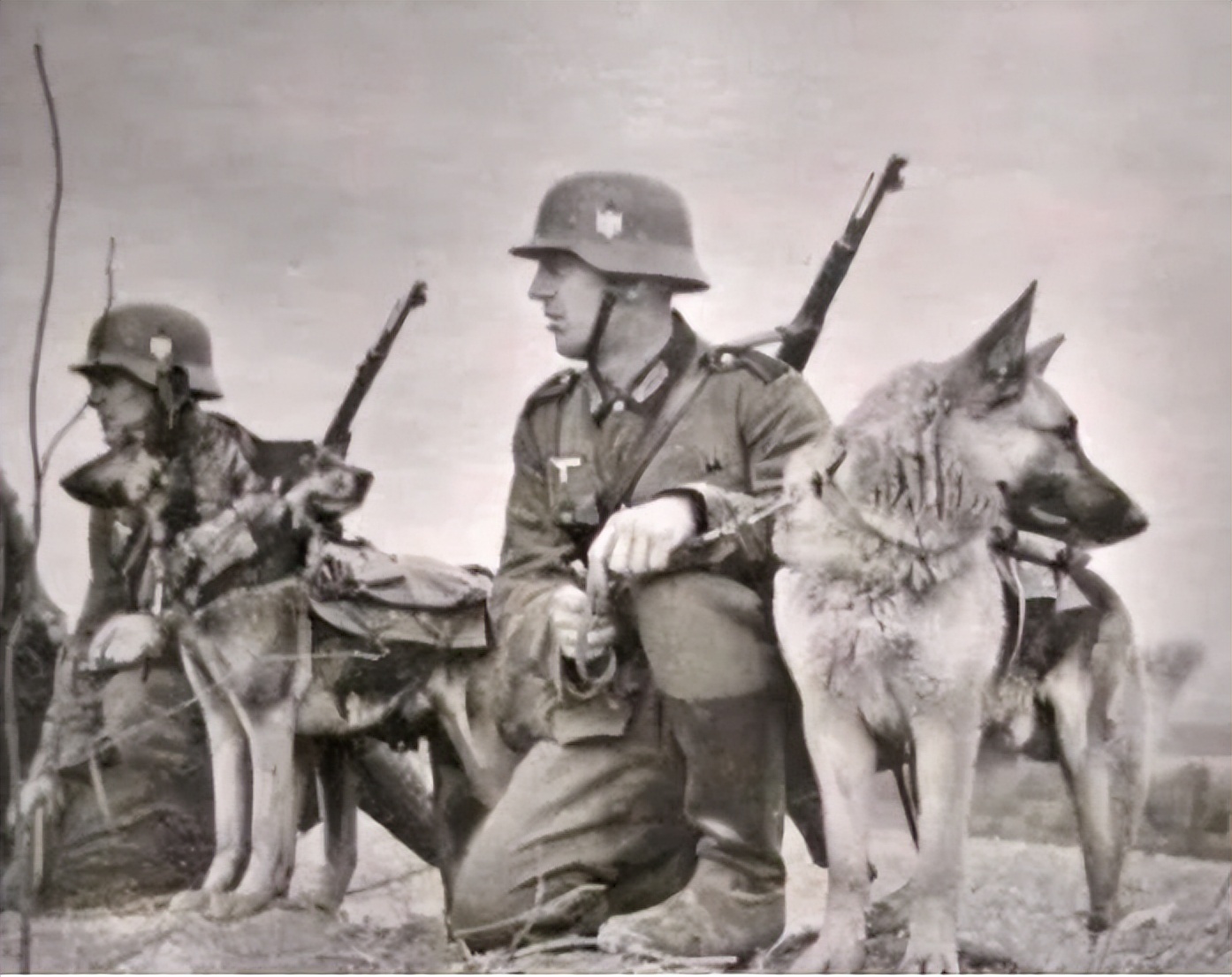 二战时期目睹主人被害的狗,二战时期军犬