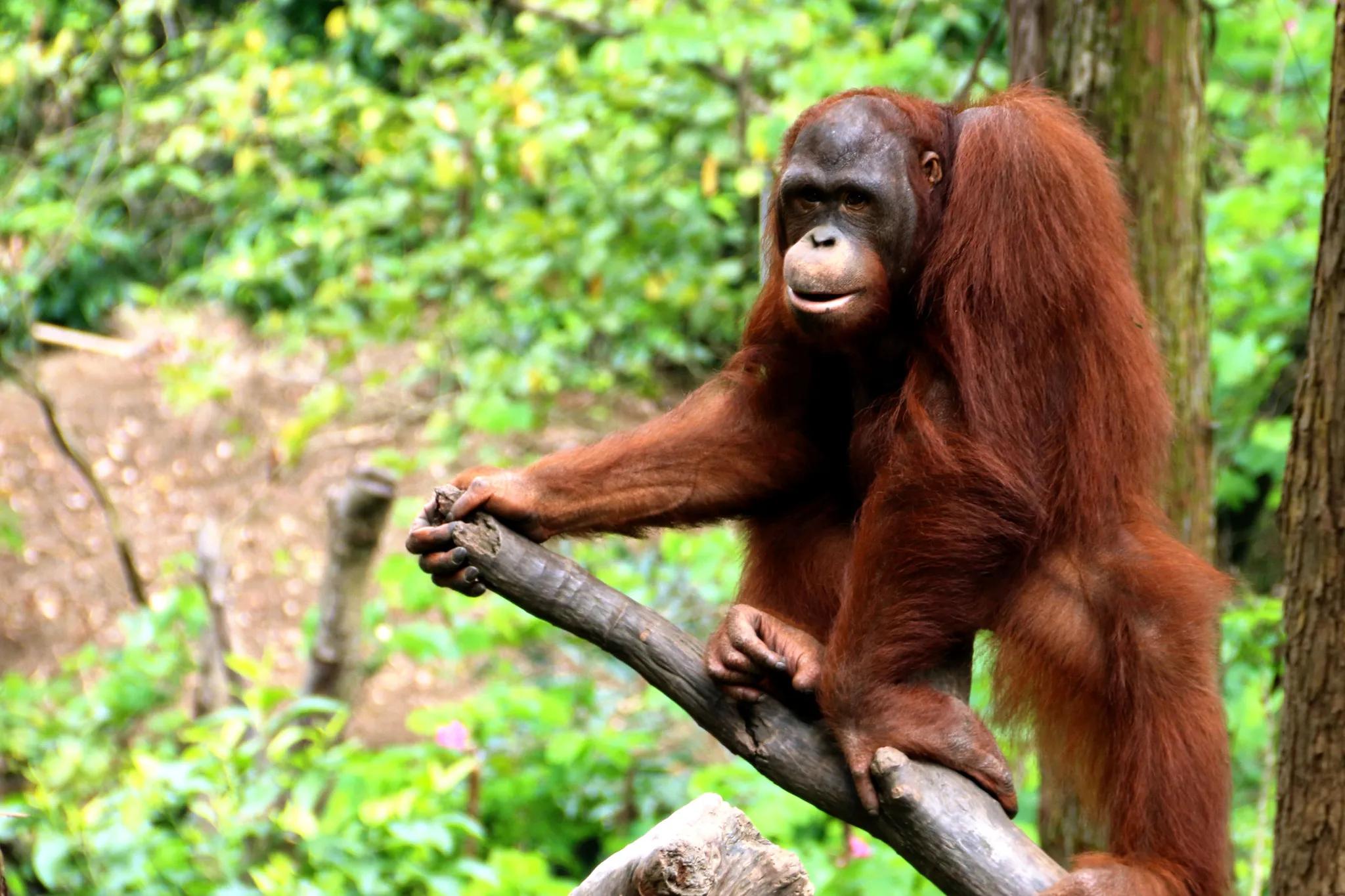 广州长隆野生动物世界有大象吗,广州长隆野生动物世界有多少动物