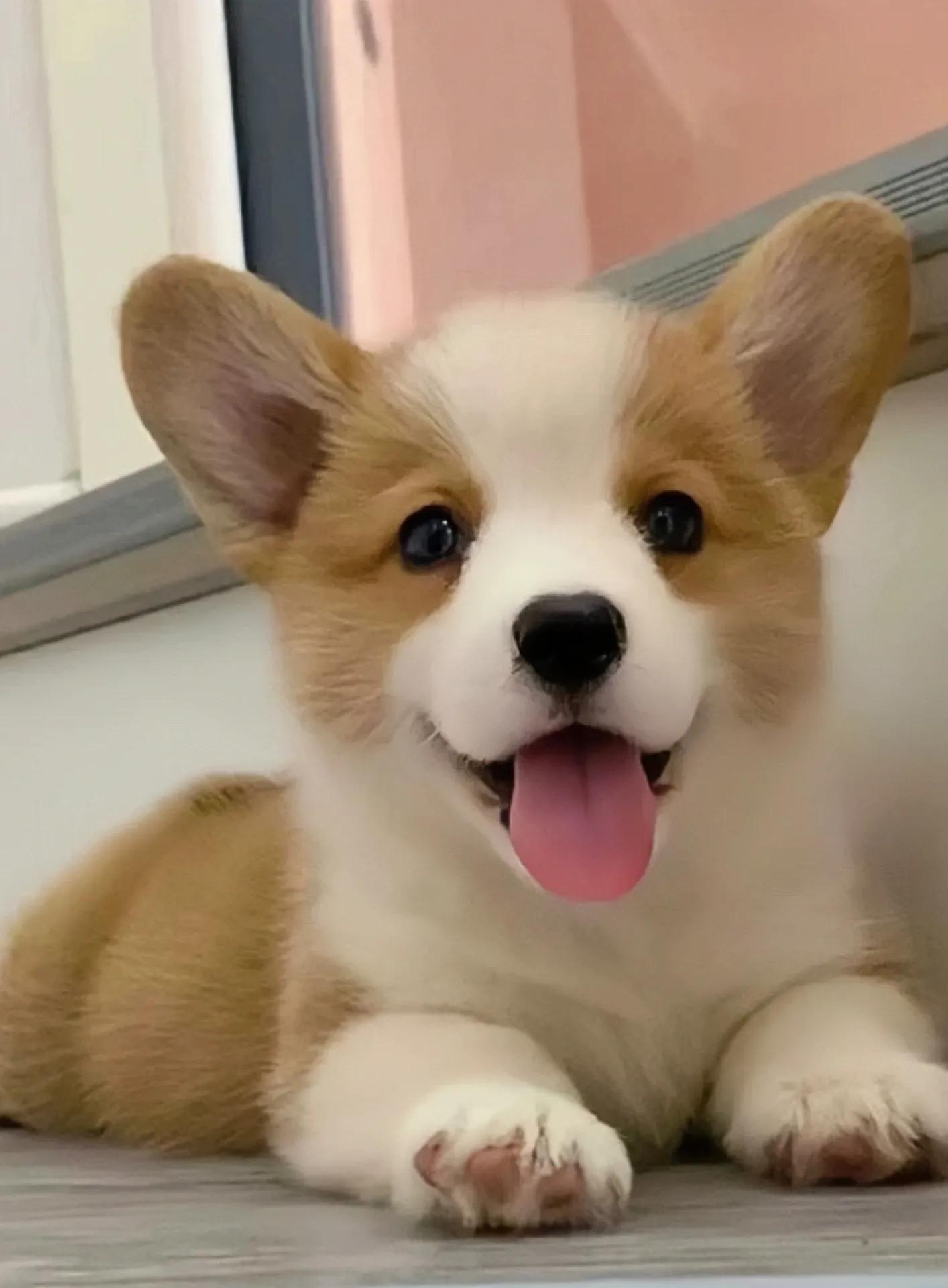 世界上最可爱的10种狗狗排名,世界上最可爱的10种狗狗