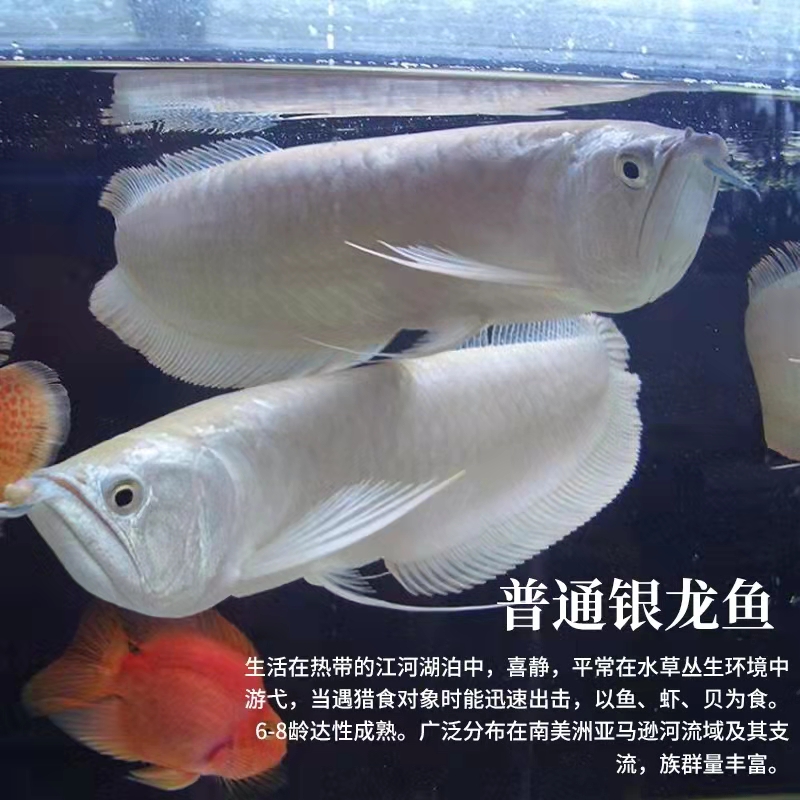 新手养观赏鱼全过程,新手养鱼入门基础教程小观赏鱼