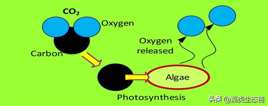 藻类基础知识,鱼塘藻类培养