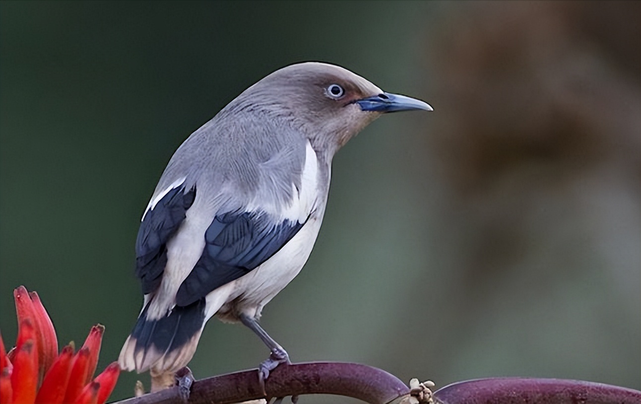 鸟儿大全高清图,高清珍稀鸟动态图片大全