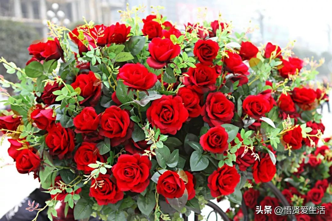 花香满屋植物,花香四溢的绿植