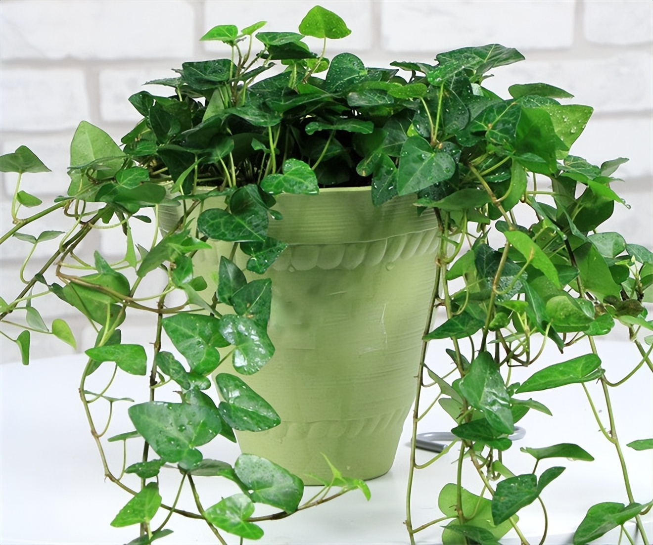 可以去除甲醛的植物有哪些,除甲醛最好的植物是哪些