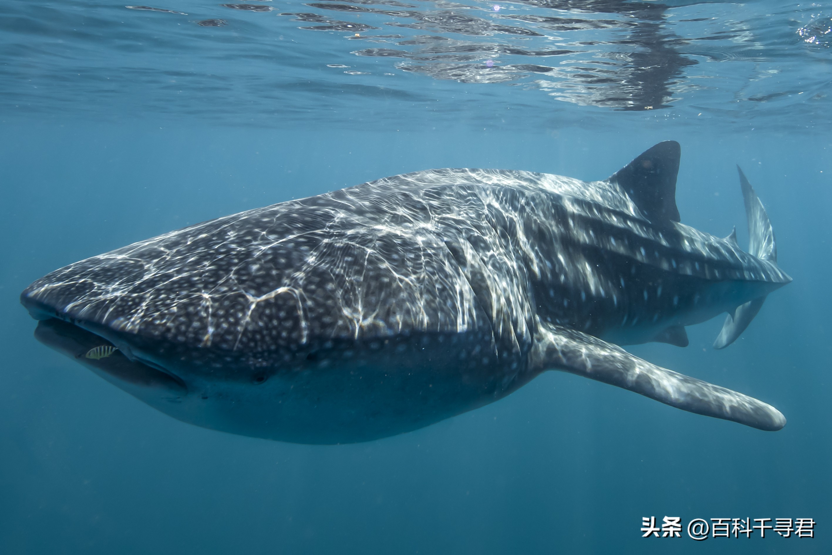 翻车鲀是世界上最大的硬骨鱼类吗,翻车鲀是世界上最大的鱼类吗