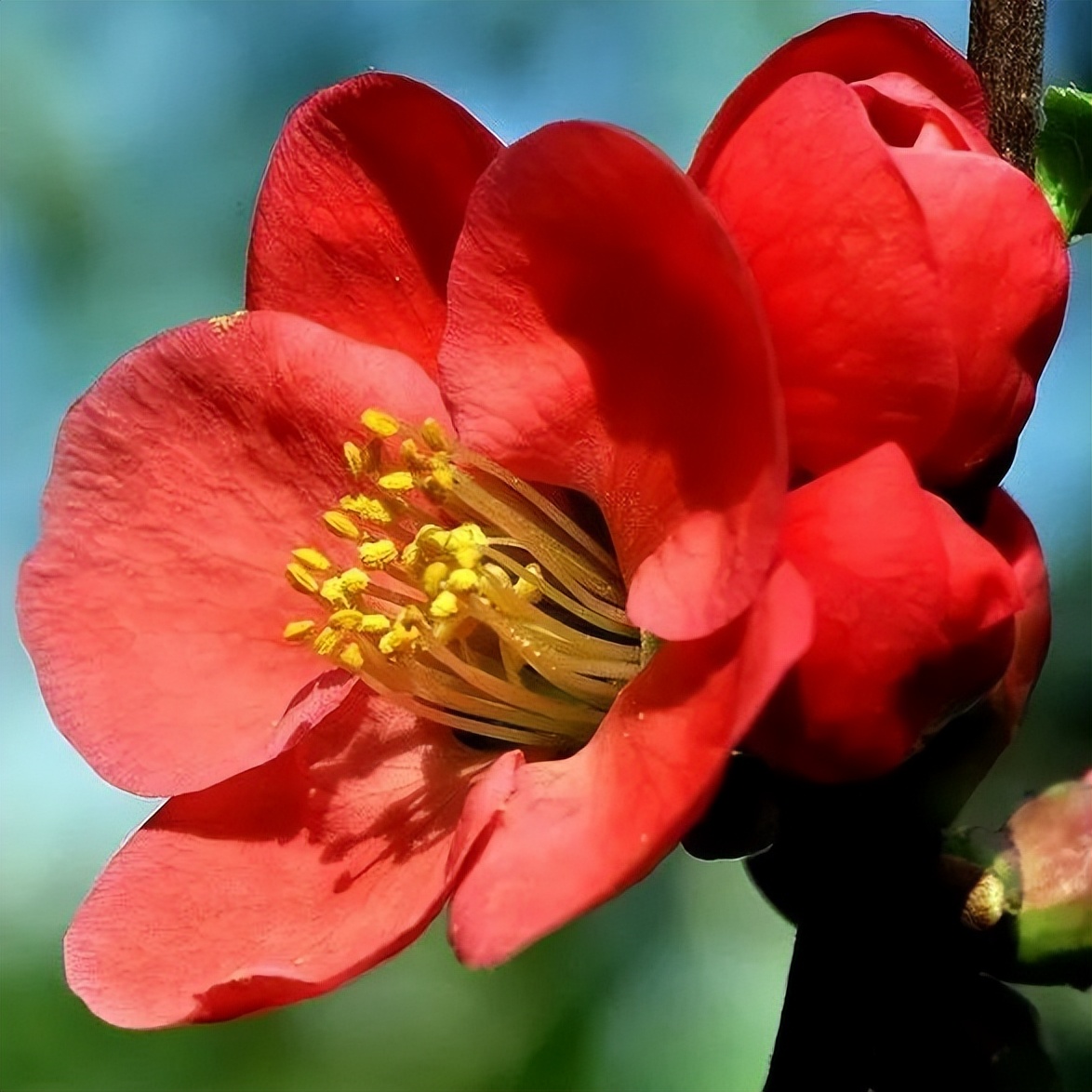 春天的花朝河湾，满屏都是花花花花