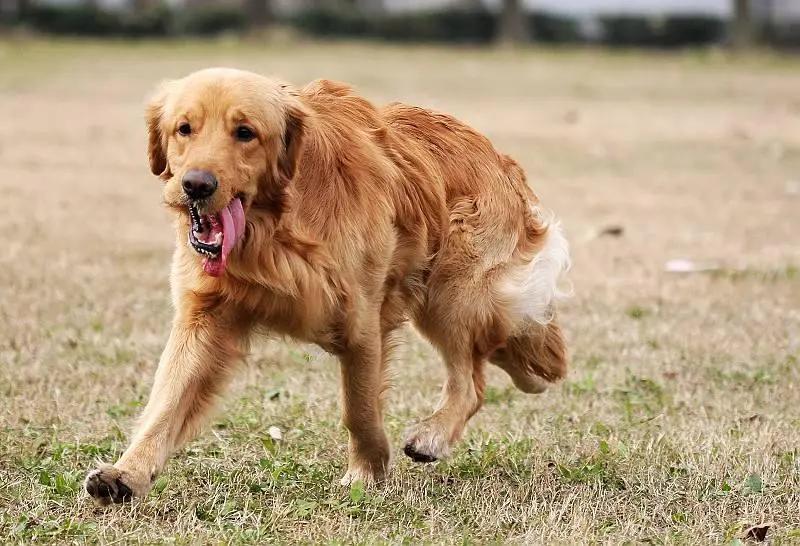 金毛拉布拉多柯基哪个适合新手养,老人适合养金毛还是拉布拉多