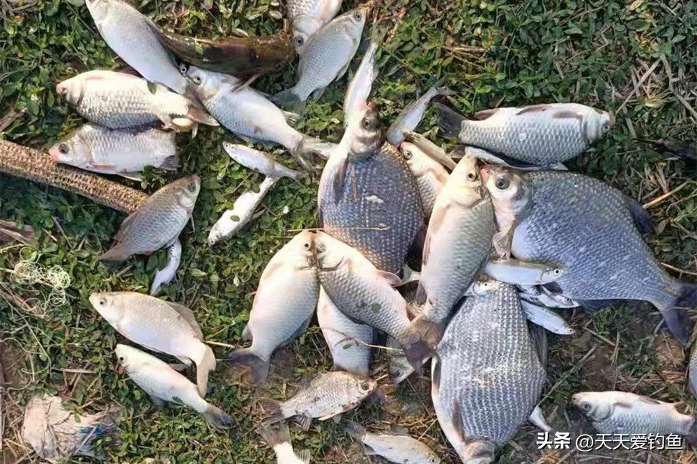 钓什么鱼选择什么样钓法,钓大鱼用什么钓法好