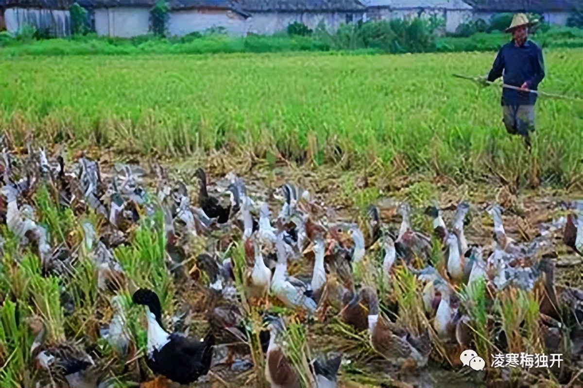 我的奇趣岁月——小学