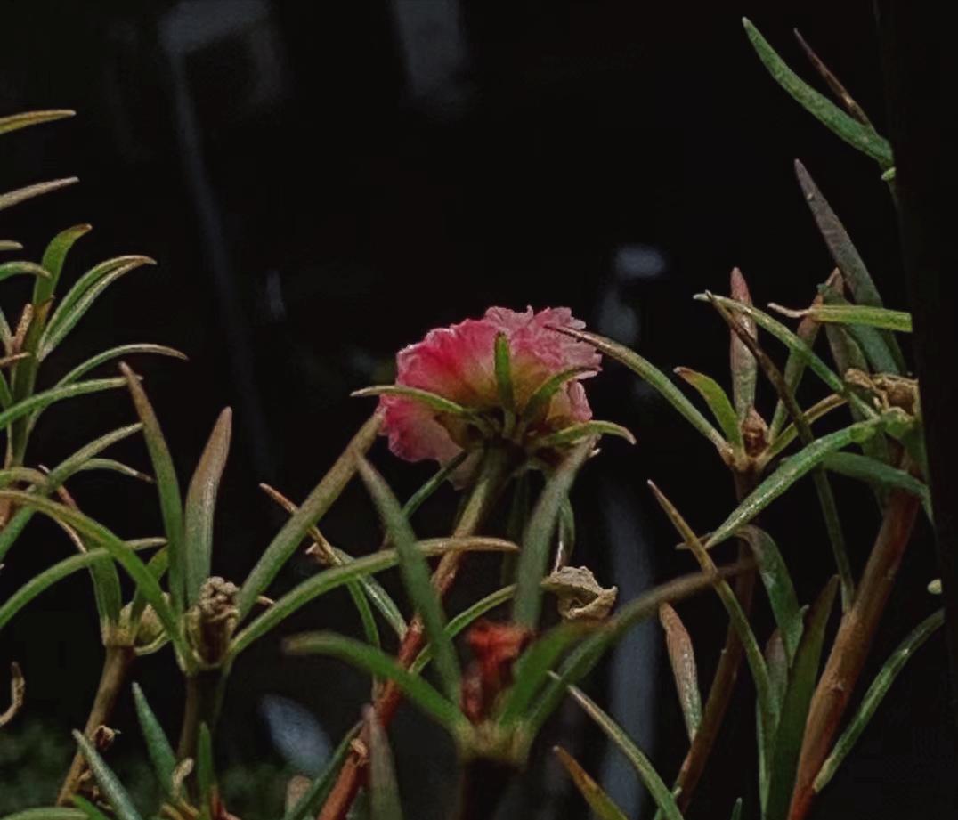 段治卿2022仲秋闲言碎语集