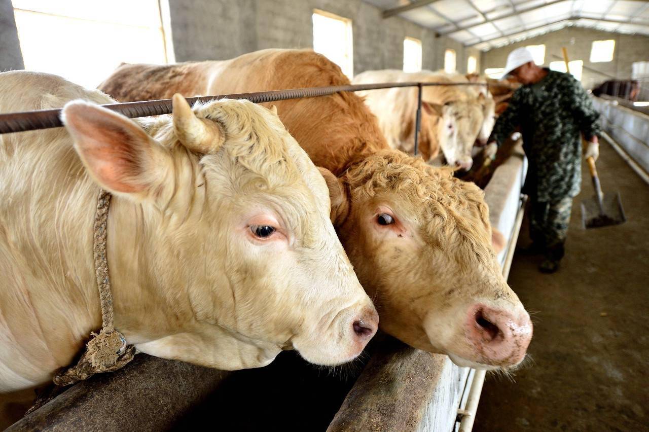 牛吃了塑料袋能随粪便排出吗,牛吃塑料布以后排出来能看见了吗