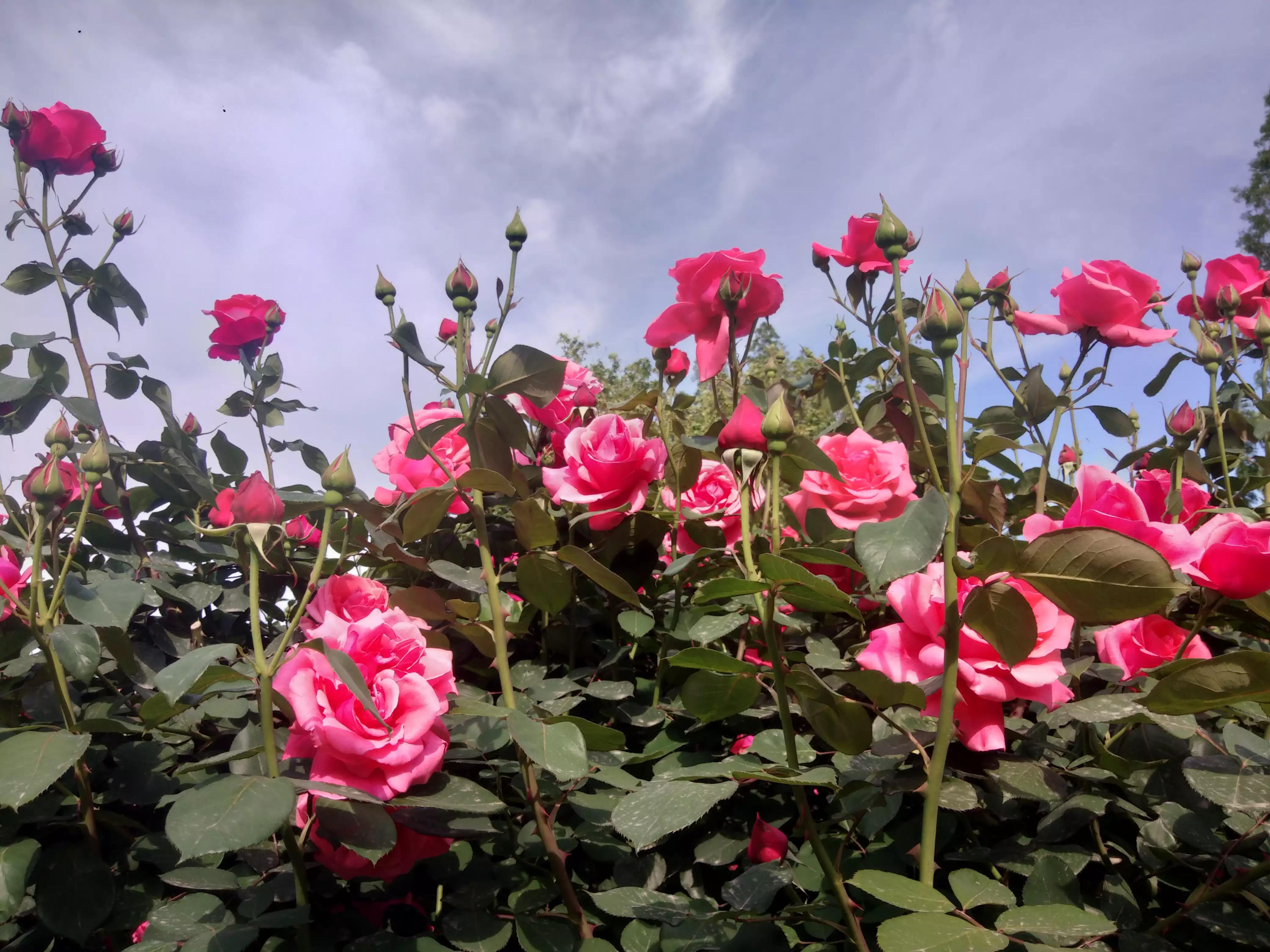 赠人玫瑰手有余香的英语,赠人玫瑰手有余香作文