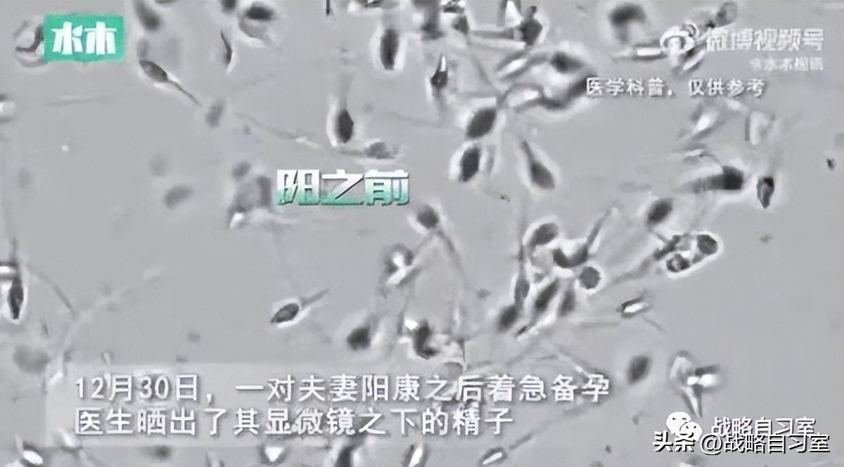 十二生肖出生率排名,十二生肖猪出生年份对照表