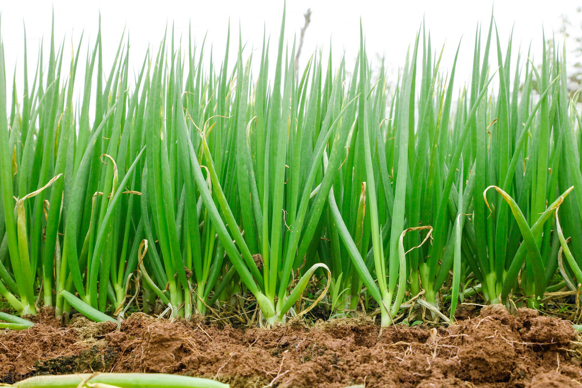 你不知道的山东冷知识,山东的十条冷知识99%的人不知道