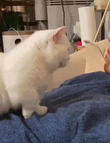 猫做核酸了么,猫核酸检测有必要做吗