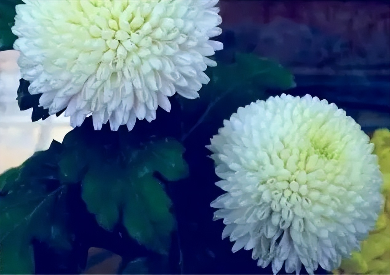 秋花诗词50首,金秋秋菊50种名菊